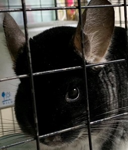 チンチラ　クーラー