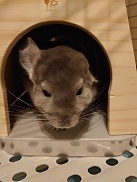 チンチラ　クーラー