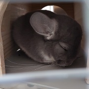 チンチラ　クーラー