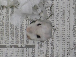 ハムスターの家気持ち