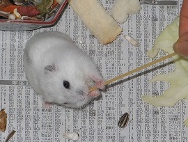 ハムスターの飼い方