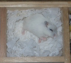 ハムスターの家