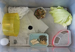 飼育ケースの床材