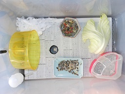 ハムスターの飼育セットの中