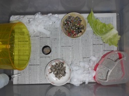 ハムスターの飼育セットに新聞