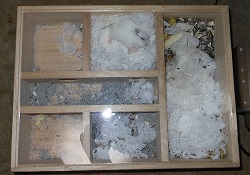 ハムスターの『巣穴の三大習性』1