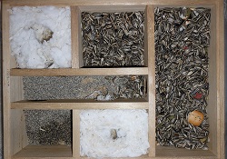 ハムスターの『巣穴の三大習性』3