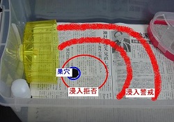 ハムスターの縄張り