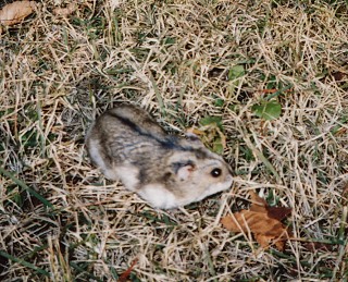 ハムスター警戒中2