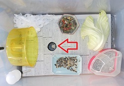 ハムスターの性質