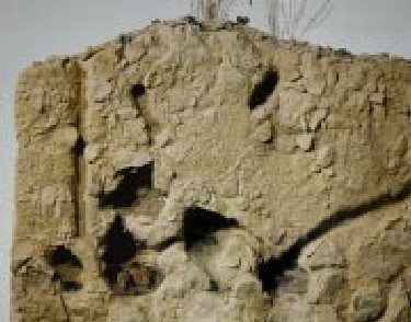 ハムスターの巣穴