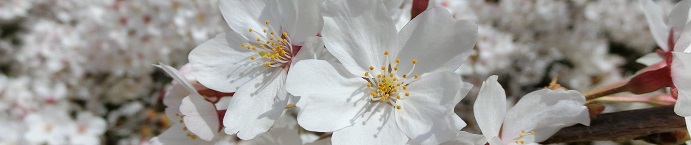 チンチラのクーラー