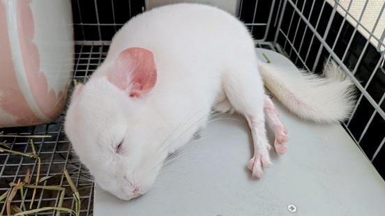 チンチラとＰＣ－２００