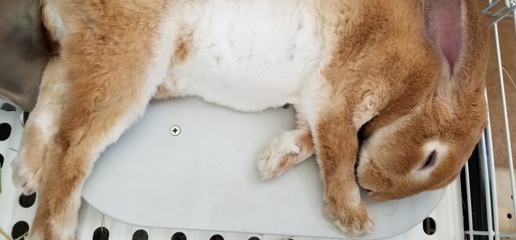 ウサギとＰＣ－２５０