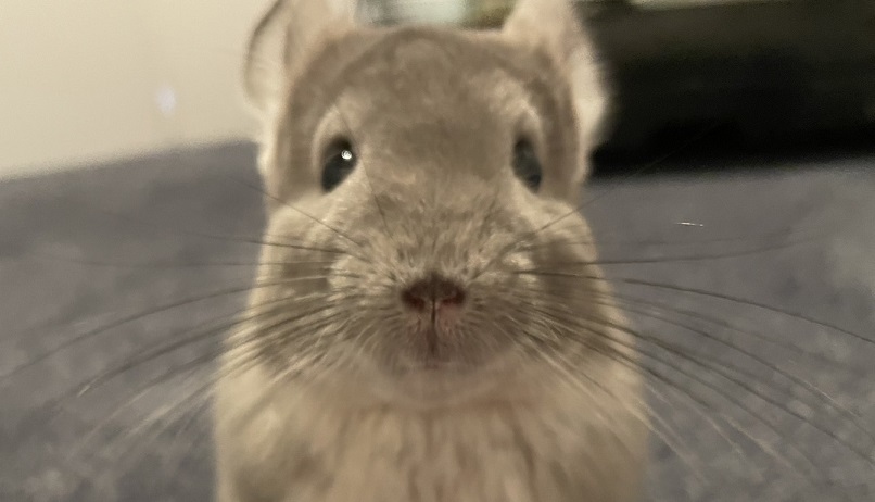 チンチラのクーラー