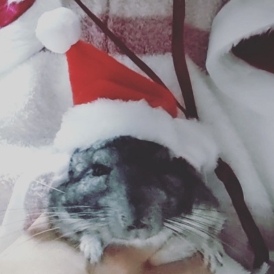 チンチラのクーラー