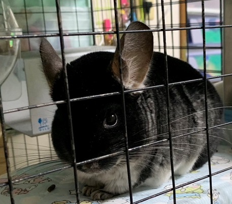 チンチラのクーラー