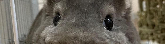 チンチラのクーラー