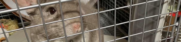 チンチラのクーラー