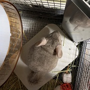 チンチラ　冷房