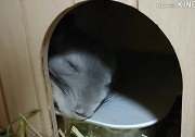 チンチラ　クーラー