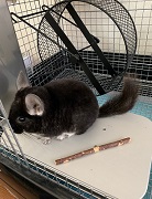 チンチラ　冷房