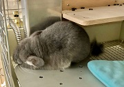 チンチラ　冷房