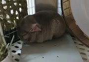 チンチラのクーラー