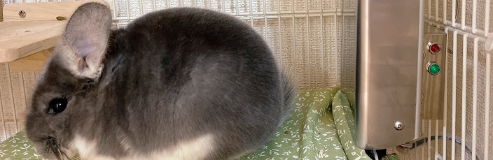 チンチラのクーラー