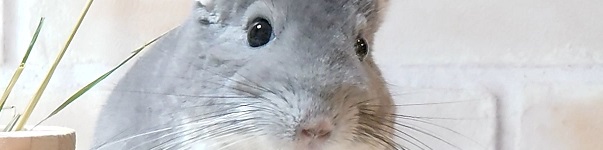 ちららちゃんねる