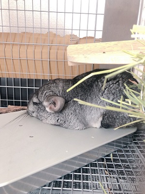 チンチラ　冷房