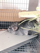 チンチラ　クーラー