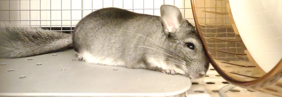 チンチラのクーラー