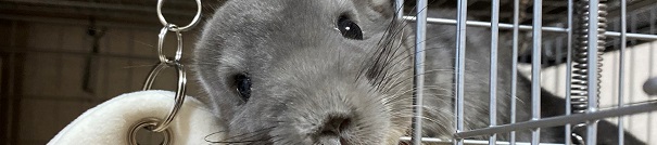 チンチラのクーラー