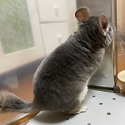 チンチラ　クーラー