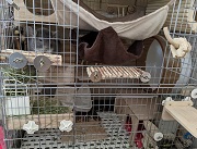 チンチラ　暖房