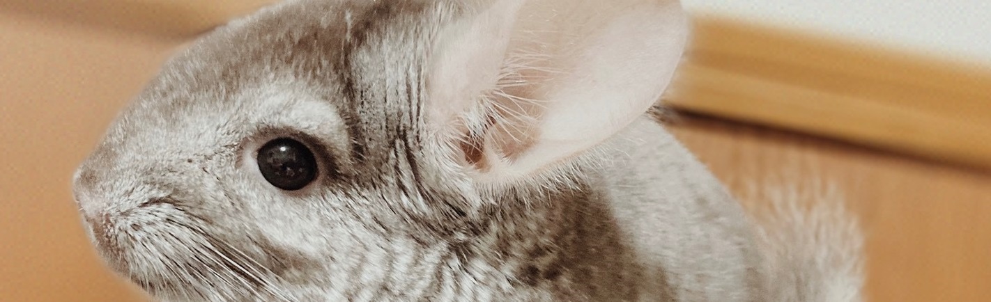 チンチラのクーラー