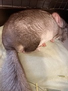 チンチラ　クーラー