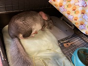 チンチラ　クーラー