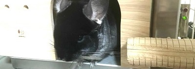 チンチラのクーラー