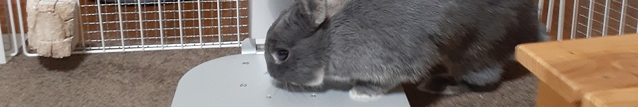 ウサギのクーラー