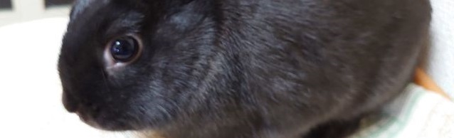 ウサギのクーラー