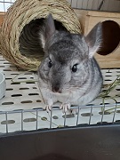 チンチラ　クーラー