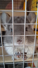 チンチラ ハッチ君