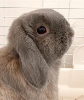 ウサギのクーラー