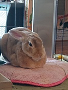 ウサギ　クーラー