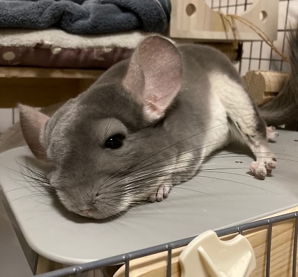 チンチラのクーラー