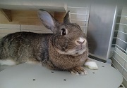 ウサギのクーラー