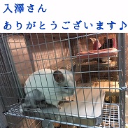 チンチラの冷房