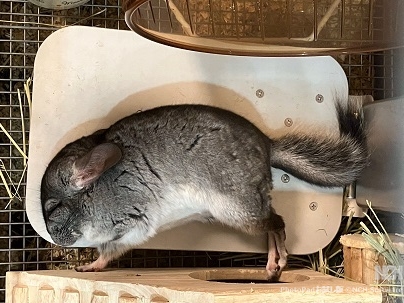 チンチラの暖房